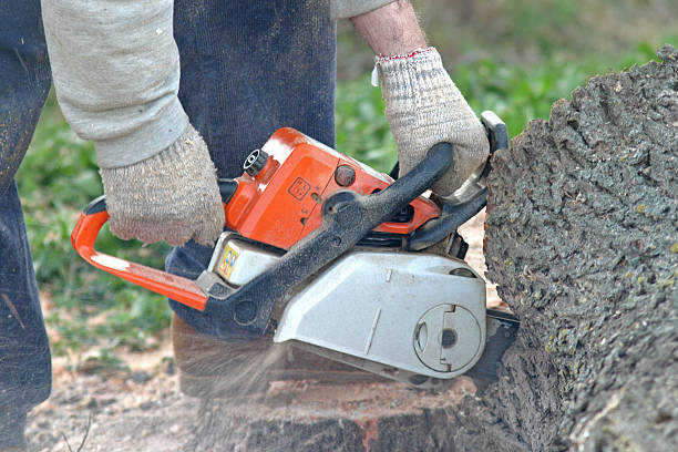 Best Tree Preservation Services  in Lake Royale, NC